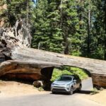 Self Guided Driving Audio Tour of Redwood National and State Park - Why This Tour Is a Good Deal