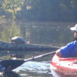 Self Guided Family Friendly Kayak Rental Experience Old Florida - What to Expect from Your Paddling Trip