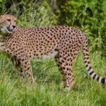 Selwo Aventura Admission Ticket with Skip-the-Line Access - Diving Into the Details: What Youll Experience