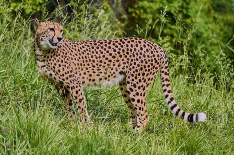 Selwo Aventura Admission Ticket with Skip-the-Line Access - Diving Into the Details: What Youll Experience