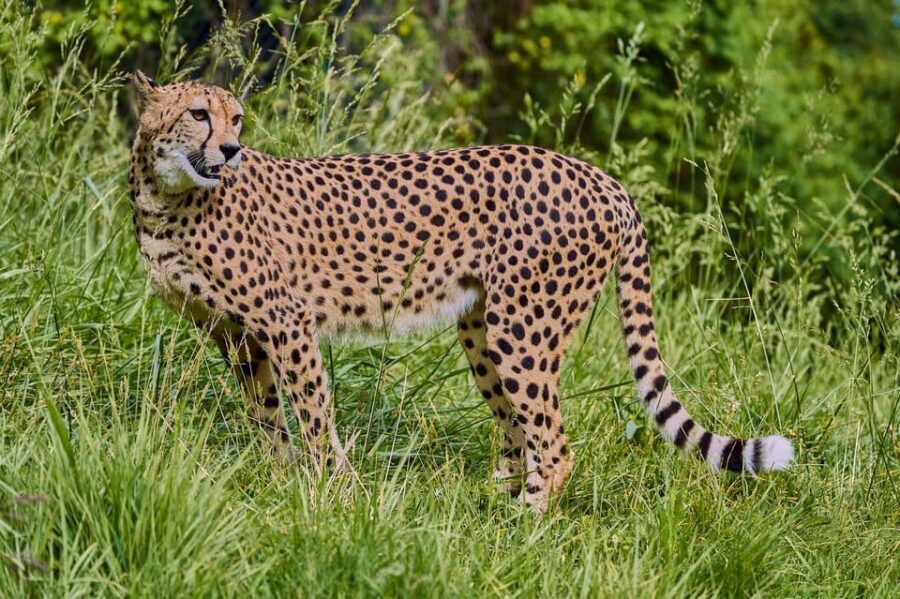 Selwo Aventura Admission Ticket with Skip-the-Line Access - Diving Into the Details: What Youll Experience