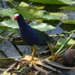 Semi-Private 1-Hour Airboat Tour of Miami Everglades - The Experience from the Guest Perspective