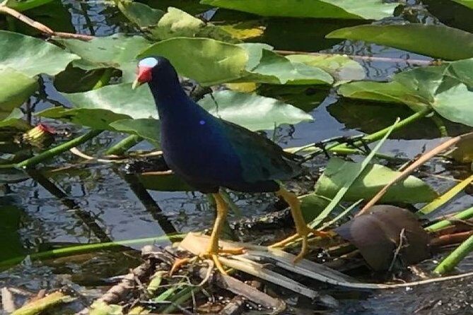 Semi-Private 1-Hour Airboat Tour of Miami Everglades - The Experience from the Guest Perspective