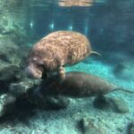 Semi Private Manatee Swim Tour - Who Will Love This Tour?
