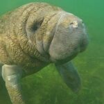 Semi-Private Manatee Swim Tour With Guide (Photos Included) - The Experience in Detail