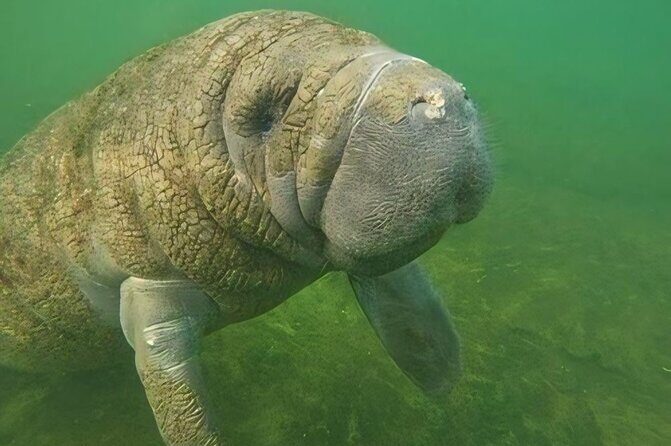 Semi-Private Manatee Swim Tour With Guide (Photos Included) - The Experience in Detail