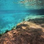 Semi-Private Manatee Swim Tour With In-Water Guide/Photographer - Price and Value