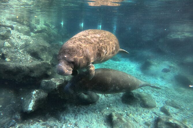 Semi Private Manatee Swim Tour - Who Will Love This Tour?