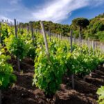 Serafica Top Experience: Wine & Olive Oil Tasting - Who Should Consider This Tour?