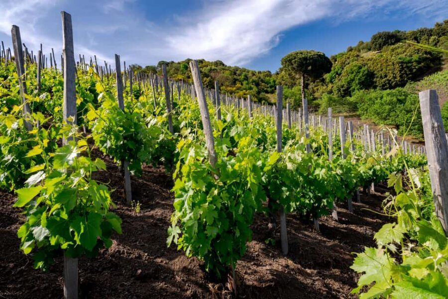 Serafica Top Experience: Wine & Olive Oil Tasting - Who Should Consider This Tour?