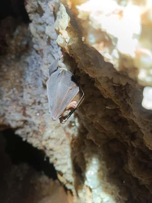 Serra dos Candeeiros by Van: Natural Park and Cave - Things to Keep in Mind