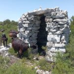 Serra dos Candeeiros : Shepherd for a morning - The Real Value of this Experience