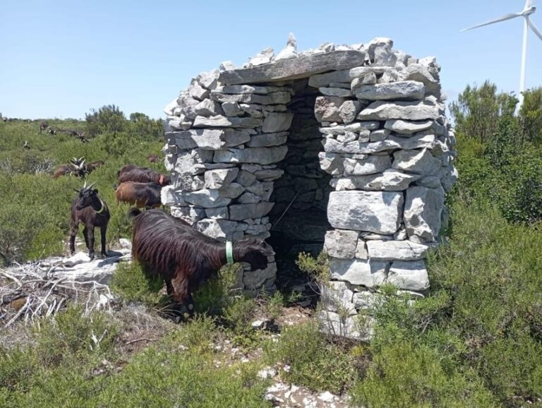 Serra dos Candeeiros : Shepherd for a morning - The Real Value of this Experience
