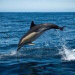 Sesimbra: Arrábida Dolphin and Whale Watching with Biologist - What It Feels Like to Be on the Water
