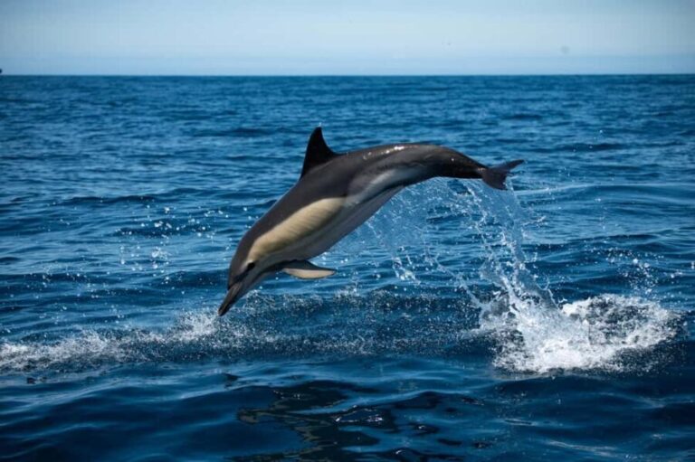 Sesimbra: Arrábida Dolphin and Whale Watching with Biologist - What It Feels Like to Be on the Water