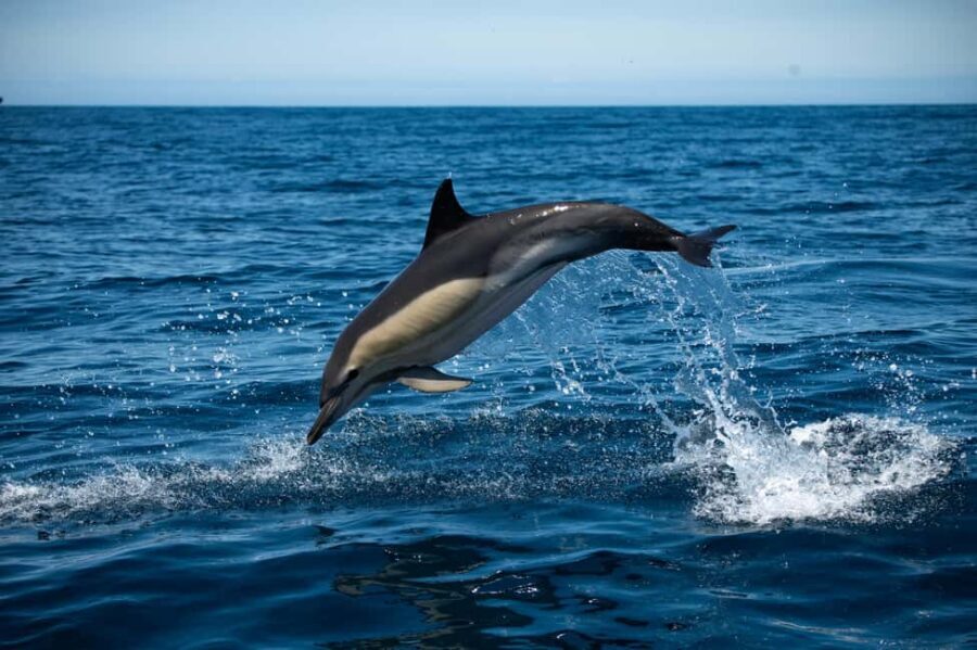 Sesimbra: Arrábida Dolphin and Whale Watching with Biologist - What It Feels Like to Be on the Water