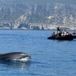 Sesimbra: Dolphin watching with marine biologist - The Experience in More Detail