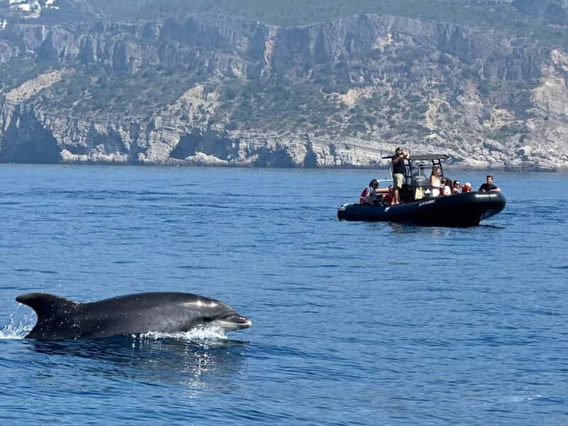 Sesimbra: Dolphin watching with marine biologist - The Experience in More Detail
