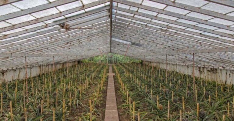 Sete Cidades & Lagoa do Fogo: Full Day Tour with Lunch - Transport, Timing, and Group Size