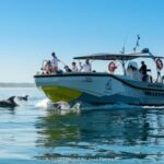 Setúbal: Dolphin Watching Boat Tour - The Itinerary: What to Expect