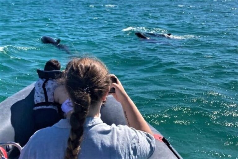 Setúbal: Dolphin-Watching Boat Tour - What Travelers Say