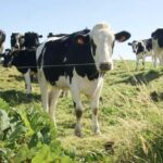 Seven Cities and Lagoa do Fogo Full-Day Tour - Exploring Lagoa do Fogo: The Crater Lake