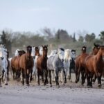 Seville: Horse's Show Entry Ticket. Optional Stud Farm Visit - The Itinerary Breakdown