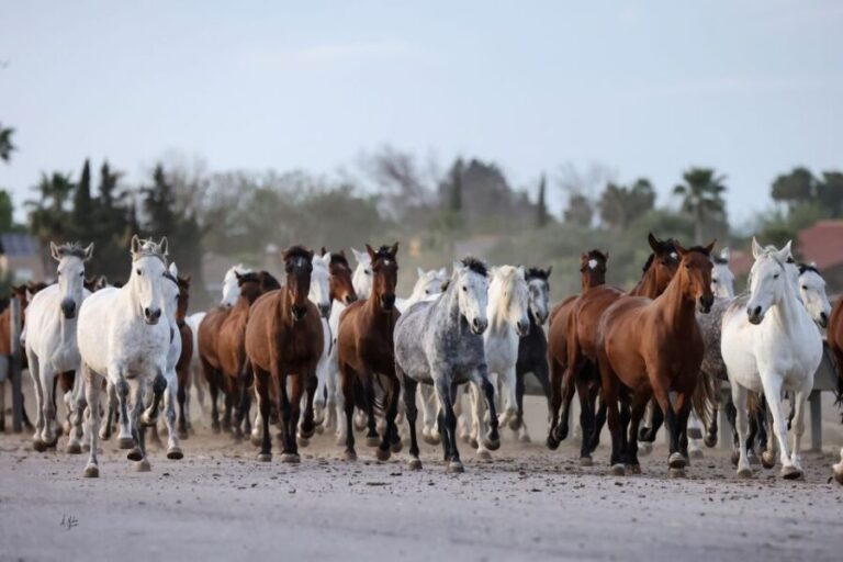 Seville: Horse's Show Entry Ticket. Optional Stud Farm Visit - The Itinerary Breakdown