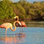 Shared mangroves kayak tour in Holbox - Practical Tips for Your Trip