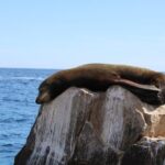 Shared Tour to the Arch of Cabo San Lucas - Who is This Tour Best For?