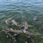 Shark and Wildlife Viewing Adventure in Key West - Final Thoughts