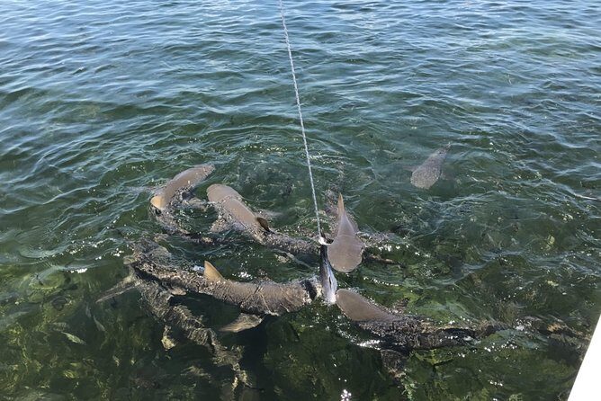 Shark and Wildlife Viewing Adventure in Key West - Final Thoughts