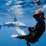 Shark Diving and Snorkeling in Oahu Hawaii - The Experience in Context