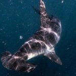 Shark Guided Diving Los Cabos - What Is the Shark Guided Diving Experience?