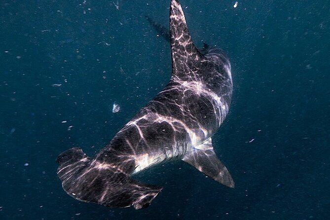 Shark Guided Diving Los Cabos - What Is the Shark Guided Diving Experience?