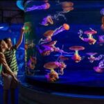 Shark Reef at Mandalay Bay Hotel and Casino - The Itinerary in Detail