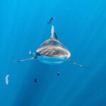 Shark Safari & Snorkel Adventure in Cabo San Lucas - The Real Value: Is It Worth It?
