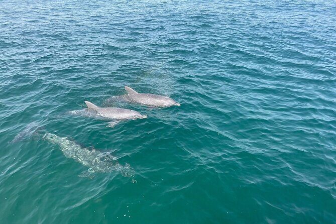 Shell Island Dolphin and Snorkel Boat Tour - Who Will Love This Tour?