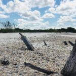 Shelling Tours - Fort Myers Beach / Naples - The Itinerary in Detail