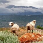 Shore Excursion Crete, Cave of Zeus, Palace of Knossos & Villages - What the Experience Feels Like