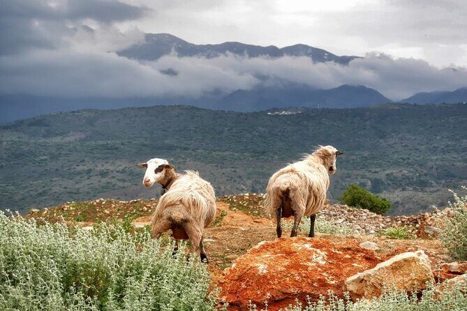 Shore Excursion Crete, Cave of Zeus, Palace of Knossos & Villages - What the Experience Feels Like