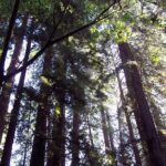Shore Excursion: Guided Tour to Muir Woods with Roundtrip Journey - What Travelers Say