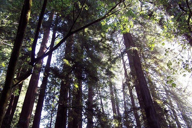 Shore Excursion: Guided Tour to Muir Woods with Roundtrip Journey - What Travelers Say