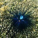 Shore Excursion Premium Family Snorkeling Experience - Who Should Consider This Tour?