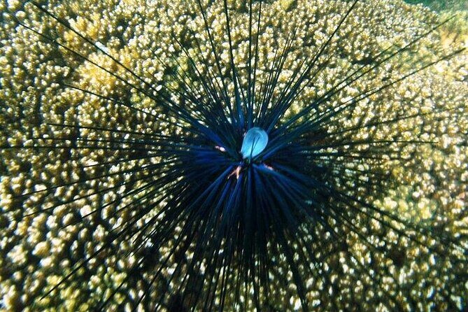 Shore Excursion Premium Family Snorkeling Experience - Who Should Consider This Tour?