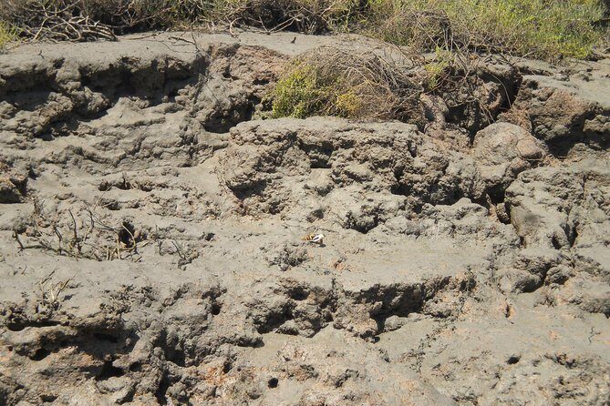 Short boat trip of the Algarve's Ria Formosa lagoon from Faro: 1 hour - The Itinerary in Detail: What to Expect