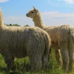 Shropshire: Alpaca Meet & Greet Intimate Alpaca Experience - What to Expect During Your Hour