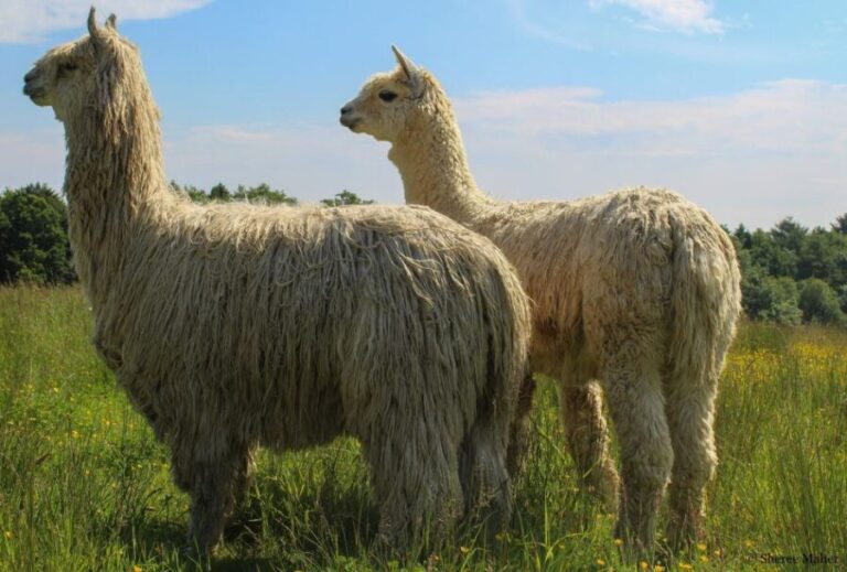 Shropshire: Alpaca Meet & Greet Intimate Alpaca Experience - What to Expect During Your Hour