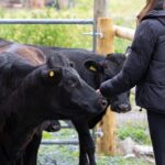 Shropshire: Meet the Mini Moos Cow Cuddling Experience - The Setting and Logistics