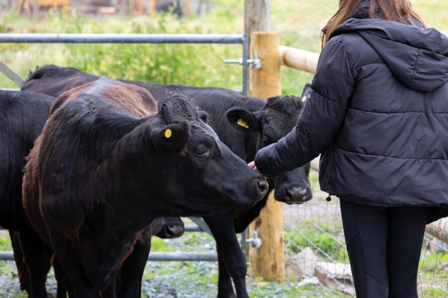 Shropshire: Meet the Mini Moos Cow Cuddling Experience - The Setting and Logistics